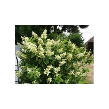 Hydrangea paniculata'Kyushu'