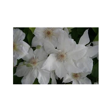 Clematis patens'Valge Daam'