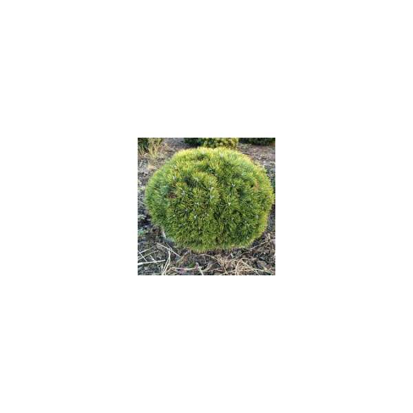 Pinus uncinata'Grüne Welle'