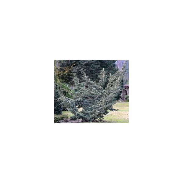 Juniperus squamata'Meyeri'