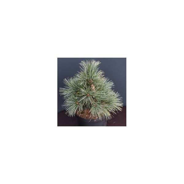 Pinus strobus'Smokey Hollow'