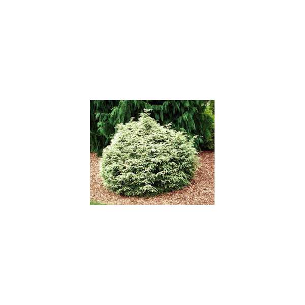 Tsuga canadensia'Gentsch White'