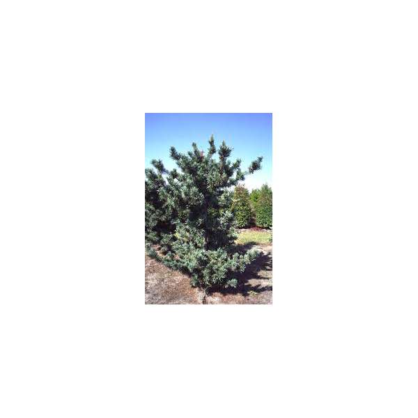 Pinus parviflora'Tempelhof'