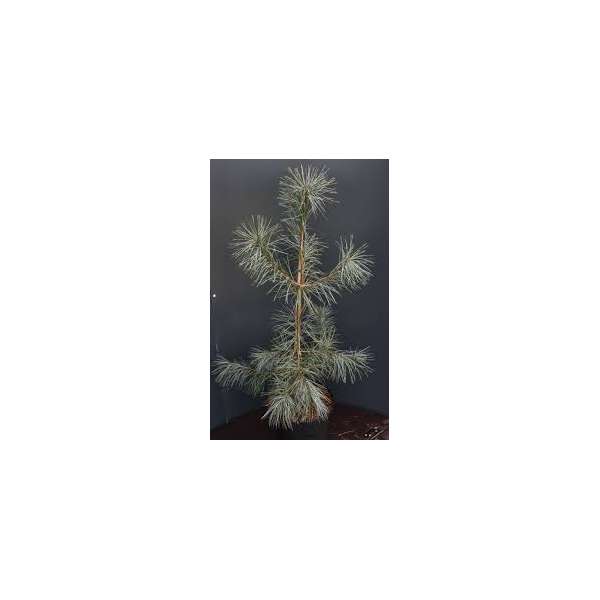 Pinus strobus'Himmelblauw'