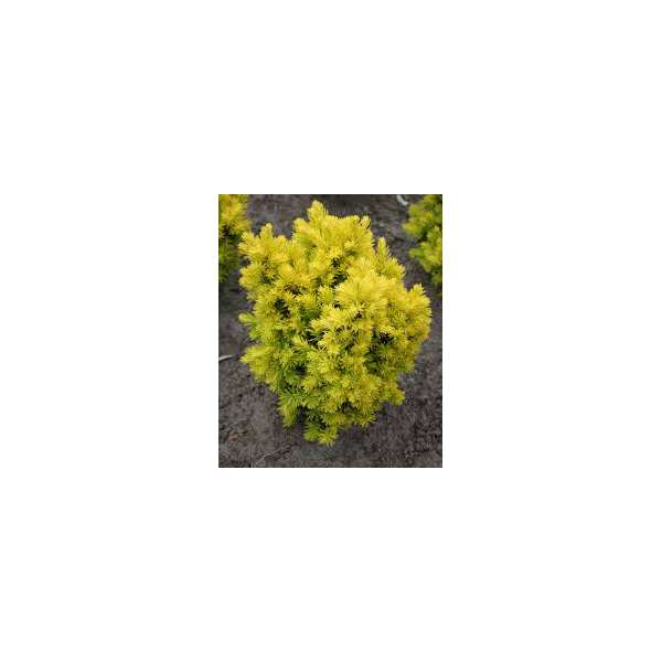 Taxus bacata'Dwarf Bright gold'