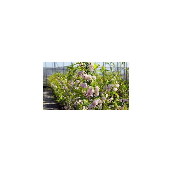 Prunus grandulosa'RoseaPlena'