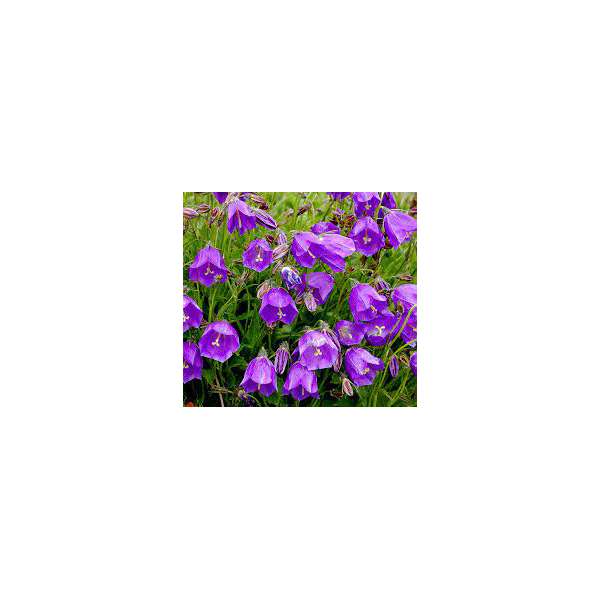 Campanula pulloides'Jelly Bells'