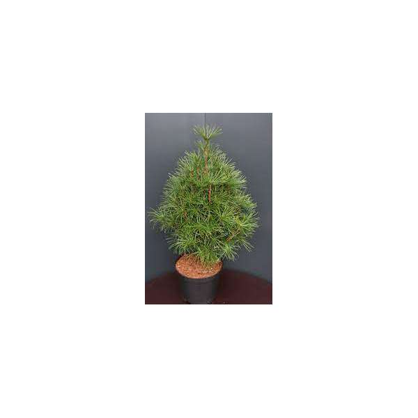 Sciadopitys verticiilata'Carstens'