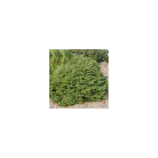 Tsuga canadensis'Rugg's Washington Dwarf'