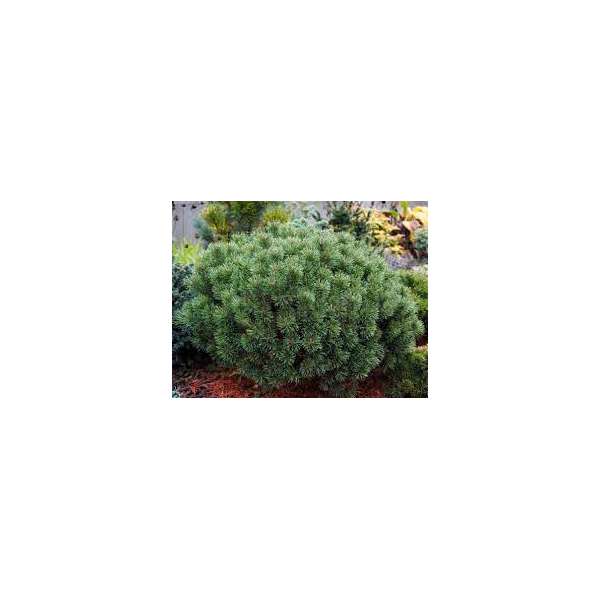 Pinus mugo'Bozidar'