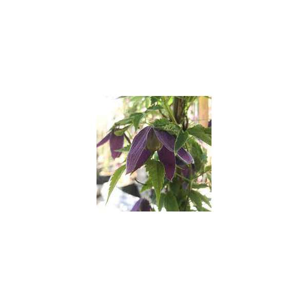 Clematis'Plum Beauty'