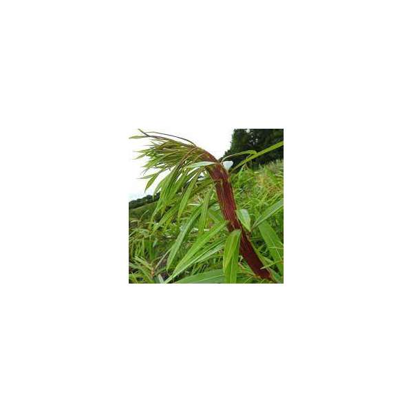 Salix udensis'Sekka'