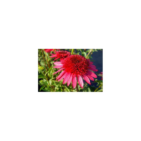 Echinacea'Giddy Pink'