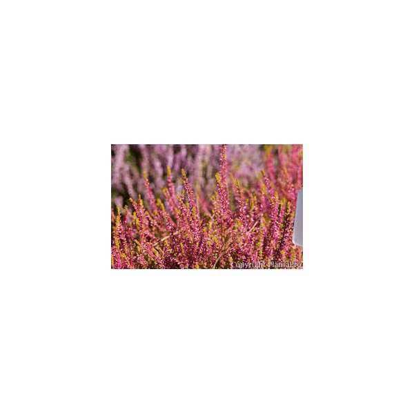 Calluna vulgaris'Bonita'