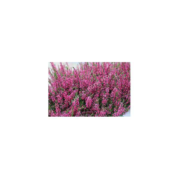 Calluna vulgaris'Martina'