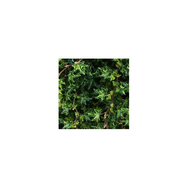 Hedera helix'Ivalace'