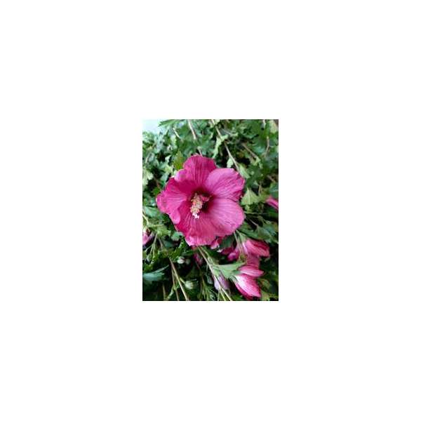 Hibiscus syriacus''Flower Tower Ruby'