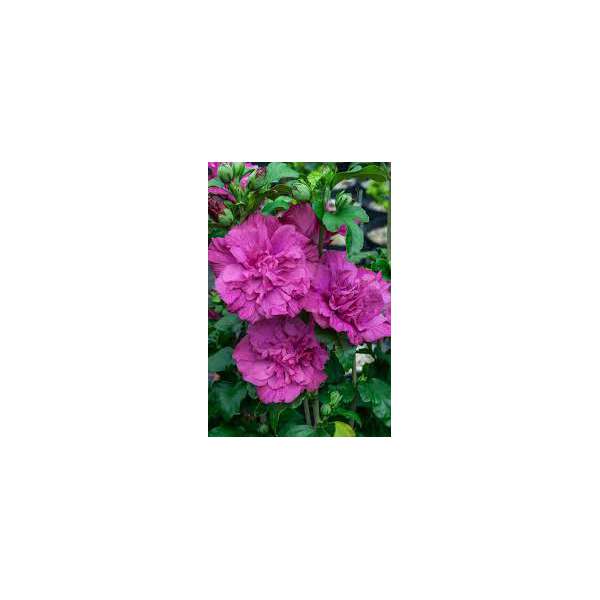 Hibiscus syriacus'Magenta Chiffon'