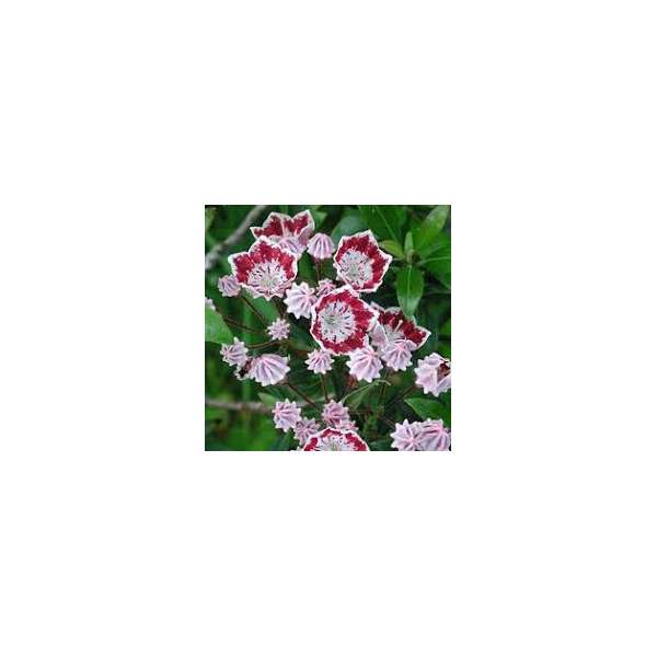 Kalmia latifolia'Galaxy'