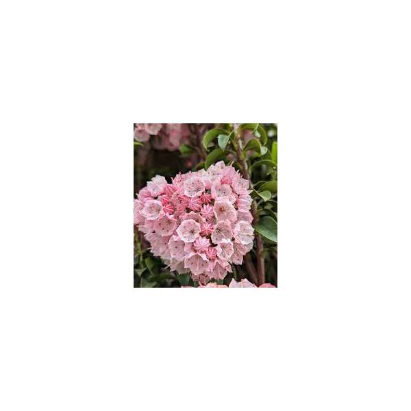 Kalmia latifolia'Little Linda'