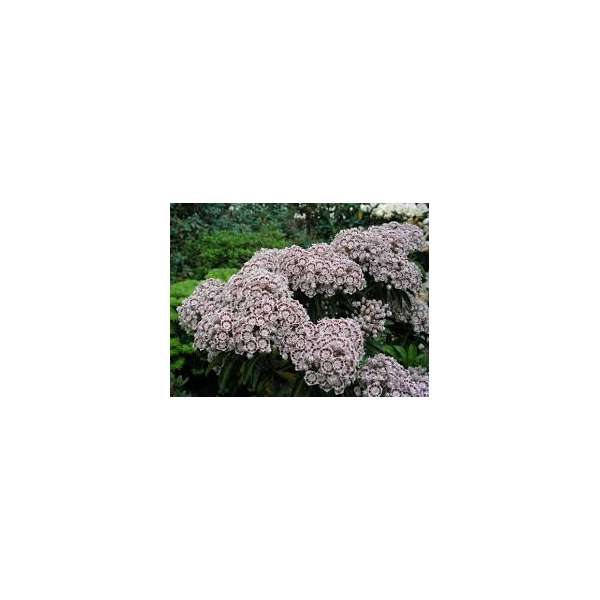 Kalmia latifolia'Schokra'