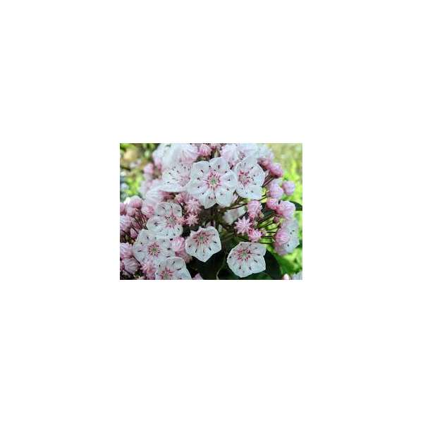 Kalmia latifolia'Zebulon'