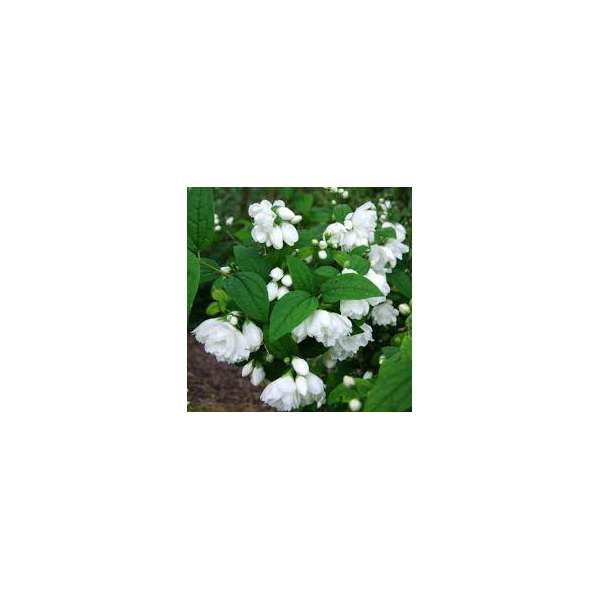 Philadelphus'Snowgoose'