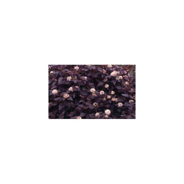 Physocarpus opulifolius'Tiny Wine'