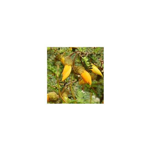 Sophora crostata'Little Baby'