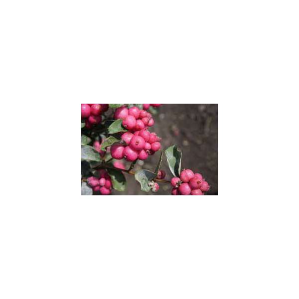 Symphoricarpus doorenbosii'Magical Temptation'