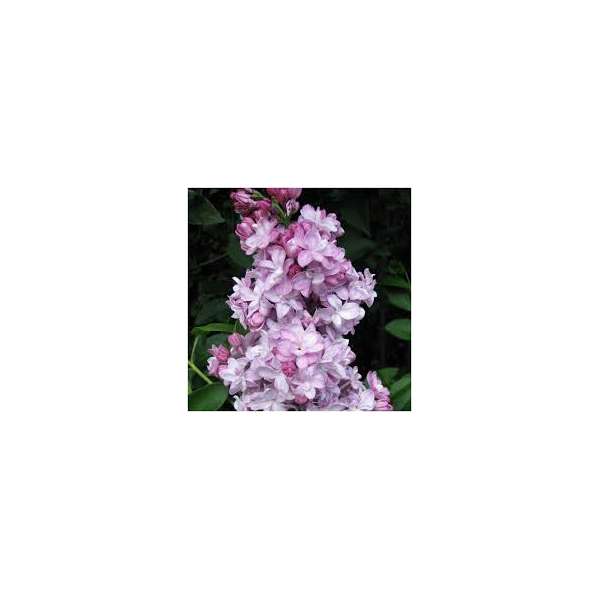 Syringa vulgaris'General Pershing'