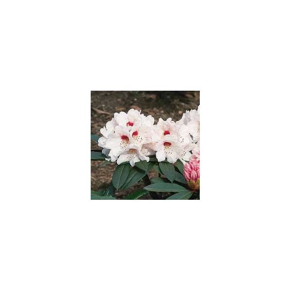 Rhododendron praevernum'Osterschnee'