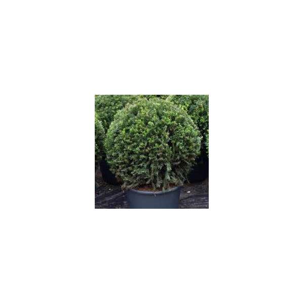 Taxus baccata'Groenland'