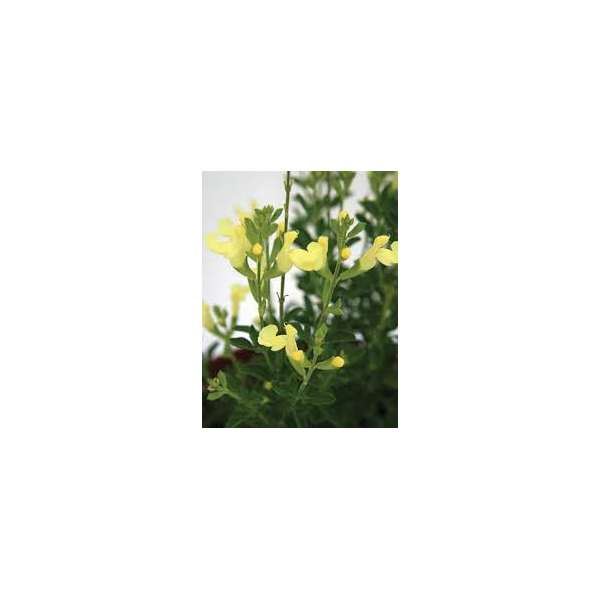 Salvia greggii'Lemon Light'