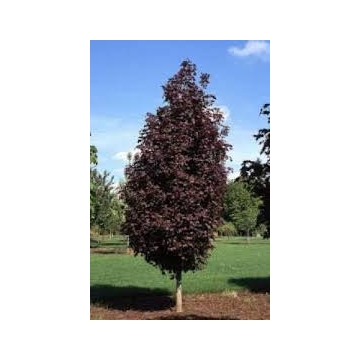 Acer platanoides'Crimson Sentry'