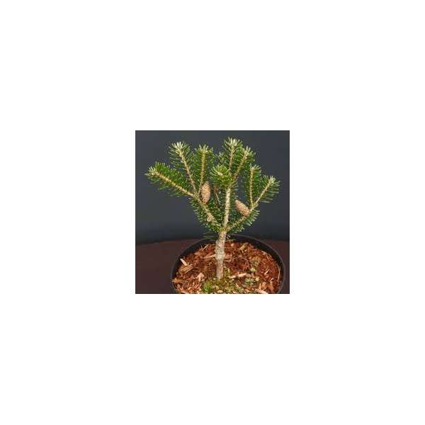 Abies koreana'Gait'