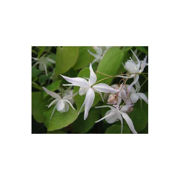 Epimedium youngianum'Yenomoto'