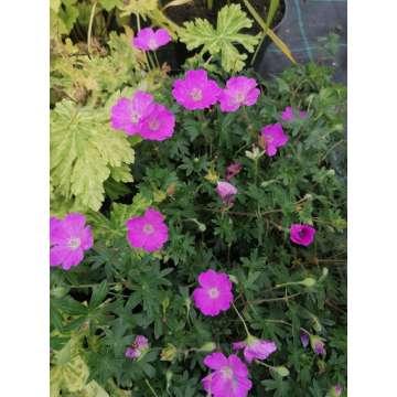 Geranium sanguineum'Inverness'