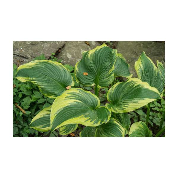 Hosta'The King'