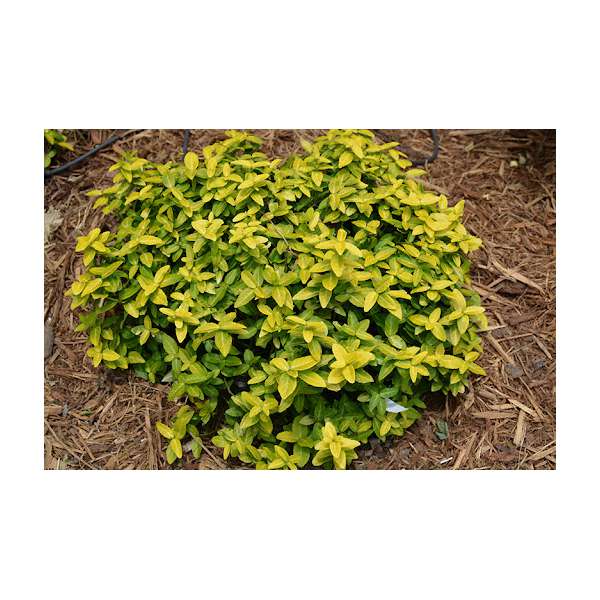 Euonymus fortunei'Goldy'