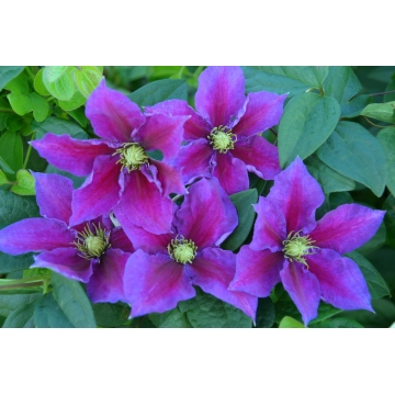 Clematis patens'Varenne'