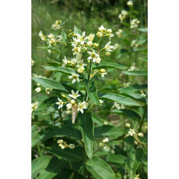 Vincetoxicum hirundinaria