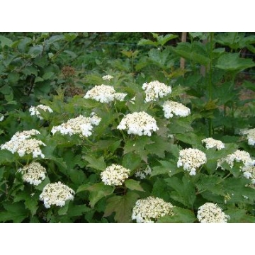 Viburnum opulus'Compactum'