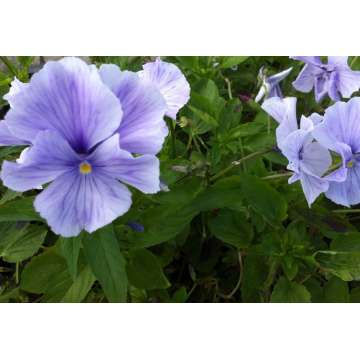Viola cornuta'John Wallmark'