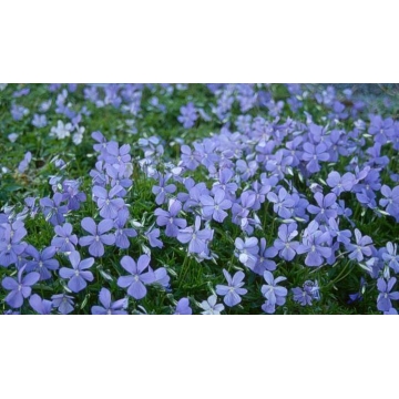 Viola cornuta'Boughton Blue'