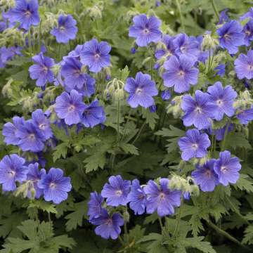 Geranium'Daily Blue'