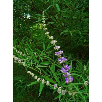 Vitex'Daniel Searle'