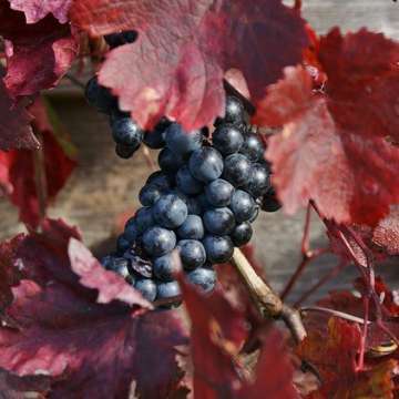 Vitis vinifera'Purpurea'