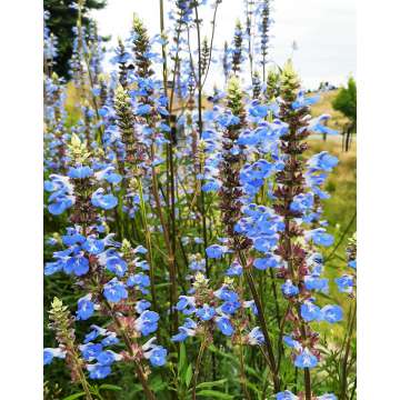 Salvia uliginosa