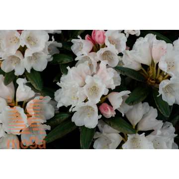 Rhododendron yakushianum'Edelweiss'